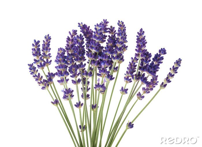 Sticker Lavendelbloem op een neutrale achtergrond