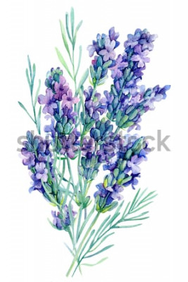 Sticker Lavendelbloemen geschilderd met aquarellen