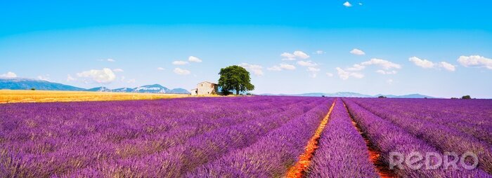 Sticker Lavendelvelden in de Provence