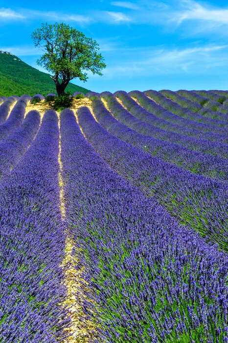 Sticker Lavendelvelden met blauwe lucht