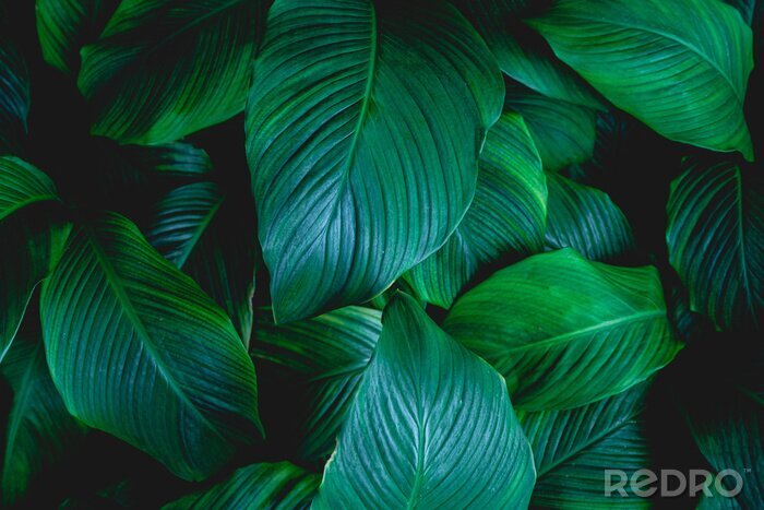 Sticker leaves of Spathiphyllum cannifolium, abstract green texture, nature background, tropical leaf