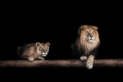 Leeuw en leeuwin op een zwarte achtergrond