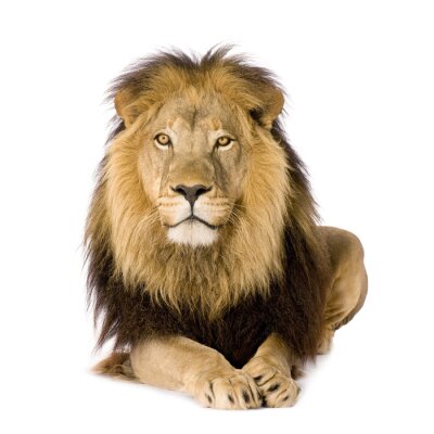 Sticker Leeuw majestueuze leeuw met gouden ogen