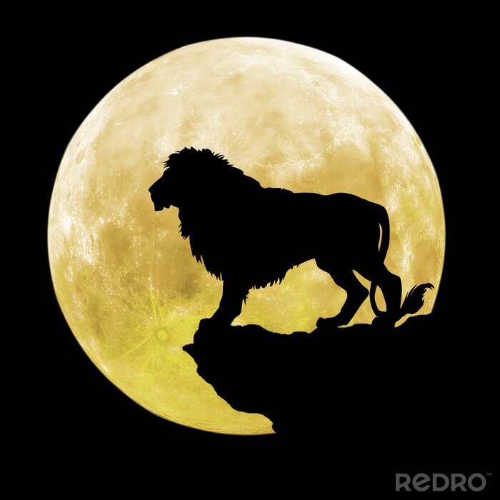 Sticker Leeuwen volwassen leeuw tegen de achtergrond van de volle maan