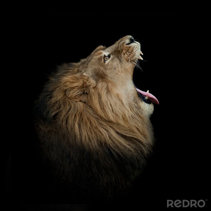 Sticker Leeuwenportret van een leeuw met open bek