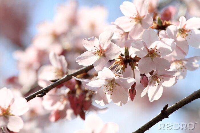 Sticker Lente natuur in Japan