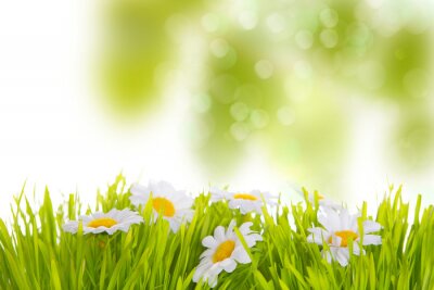 Sticker Lentebloemen op een onscherpe achtergrond