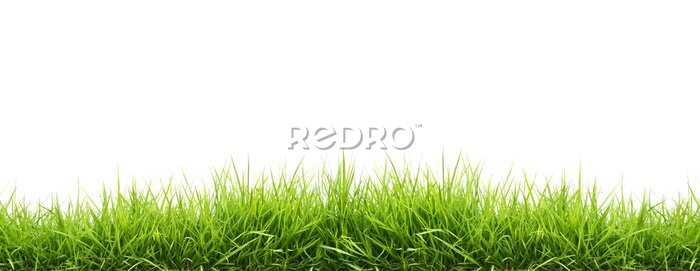 Sticker Lentegroen gras natuur