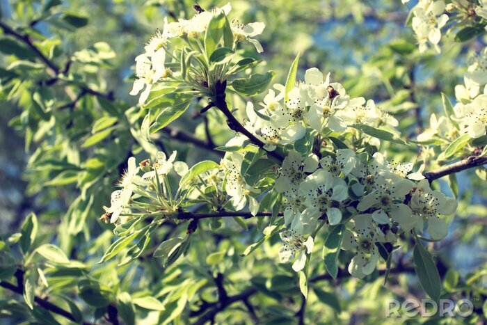 Sticker Lentetak en natuur