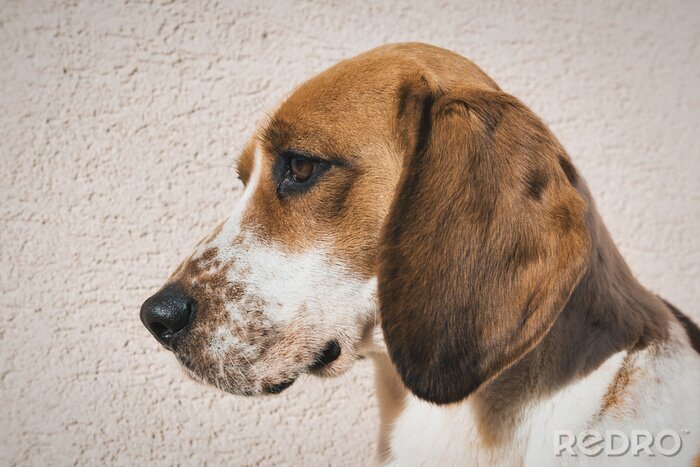 Sticker Leuke beagle met droevige ogen, adoptie rescue-concept