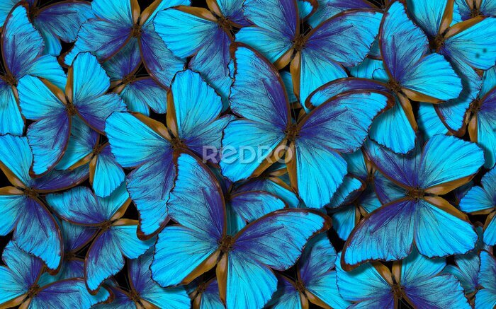 Sticker Lichtblauwe morpho vlinder achtergrond