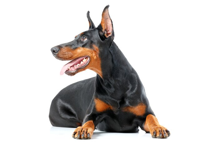 Sticker Liegen speelse dobermann pinscher op geïsoleerde witte achtergrond