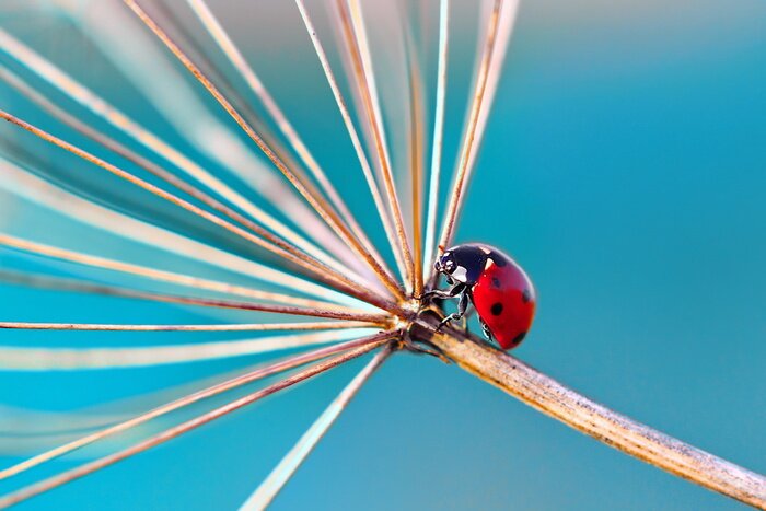 Sticker Lieveheersbeestje op een droge plant