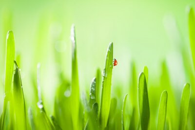 Fotobehang Lieveheersbeestje op een grassprietje