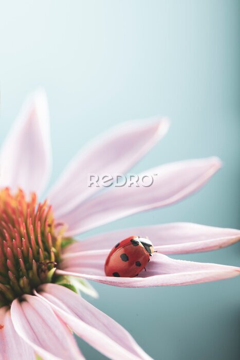 Sticker Lieveheersbeestje op een roze bloemblaadje