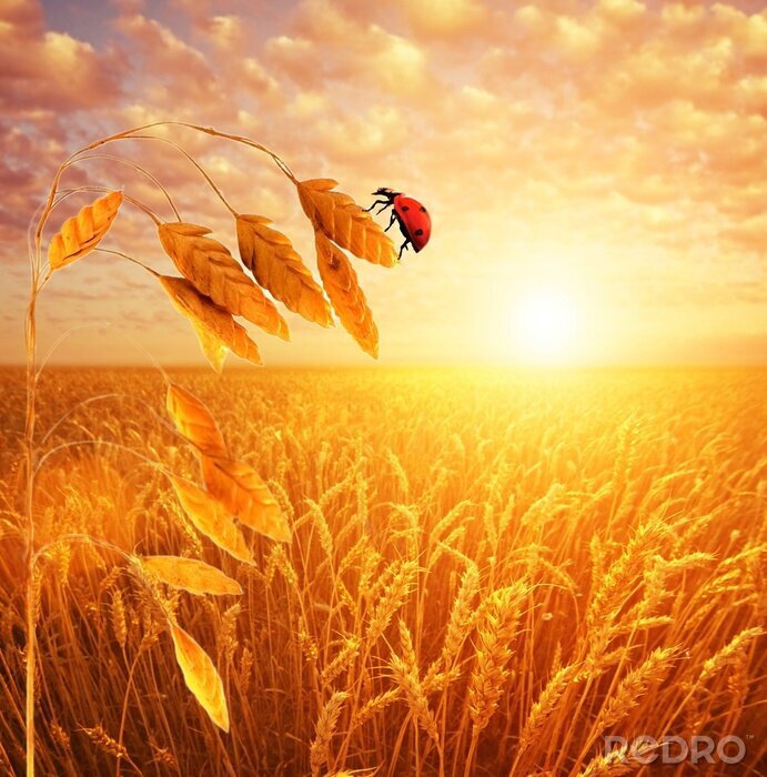 Sticker Lieveheersbeestje zittend op tarwe