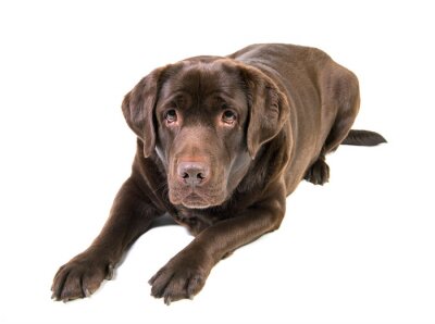 Sticker Liggende bruine hond