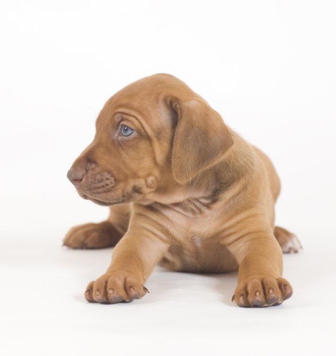 Sticker Liggende caramelkleurige hond