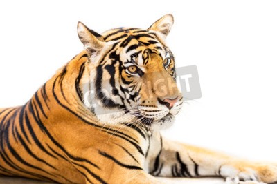 Sticker Liggende Siberische tijger