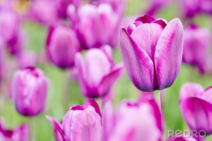 Sticker Lila bloemen op een groene achtergrond