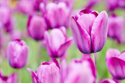 Sticker Lila bloemen op een groene achtergrond