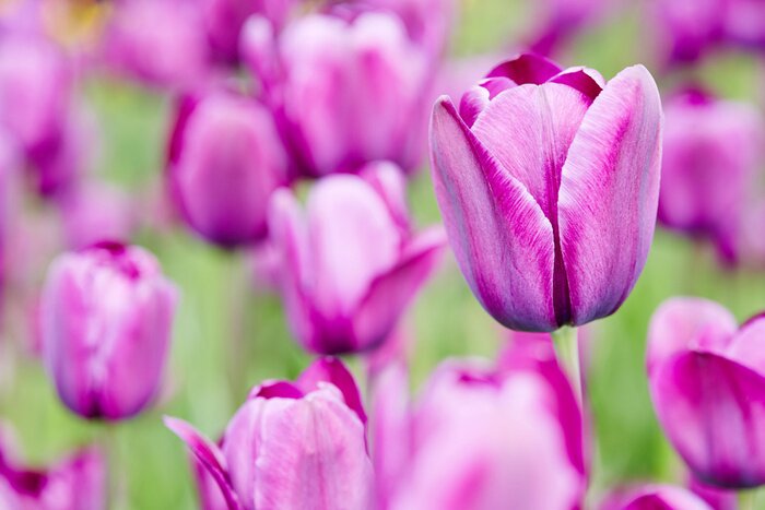 Sticker Lila bloemen op een groene achtergrond