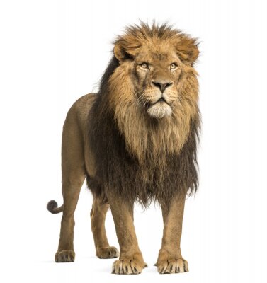 Lions silhouet van een leeuw met een dreigende blik
