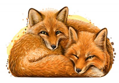 Sticker Little foxes. Wall sticker. Realistic, artistic, hand-drawn portrait of two cute smiling sleeping little foxes in watercolor style on a white background.