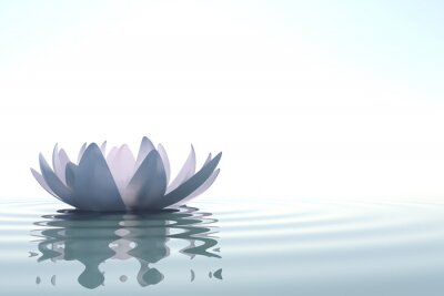 Lotus op het water