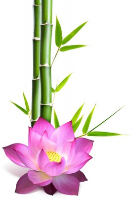 Sticker lotusbloem en bamboe