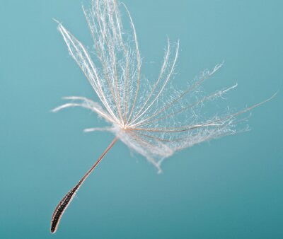Lucht en paardenbloem zaden