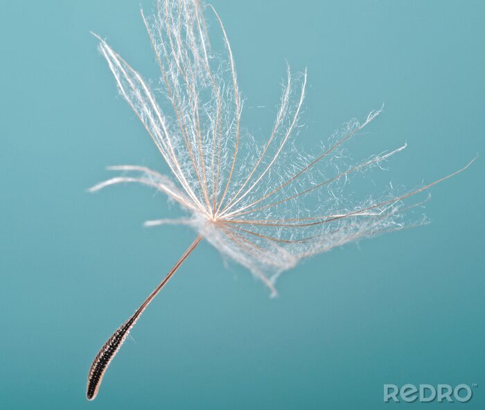Sticker Lucht en paardenbloem zaden
