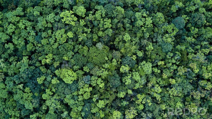 Sticker Luchtfoto van een groen bos