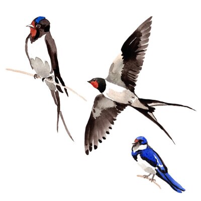 Sticker Luchtvogel Swallows in een wild door geïsoleerde waterverfstijl. Wilde vrijheid, vogel met vliegende vleugels. Aquarelle vogel voor achtergrond, textuur, patroon, frame, grens of tatoeage.