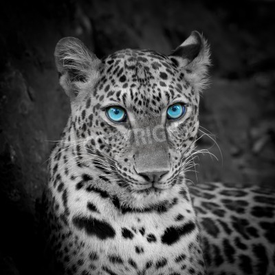Sticker Luipaard met blauwe ogen