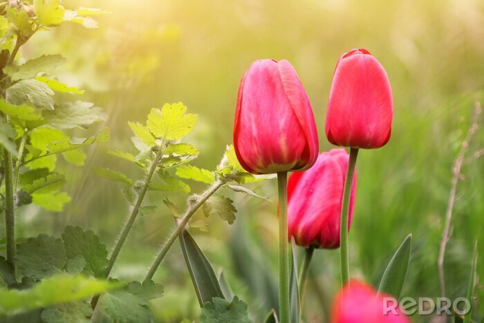Sticker Luisterrijke natuur