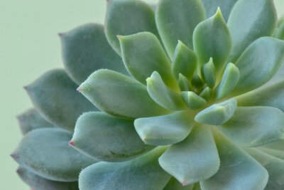 Sticker Macro of succulent plant - Echeveria