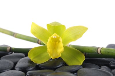 Sticker Macro van groene orchidee met bamboebos op kiezelstenen