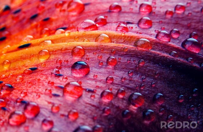 Sticker Macrofoto van een bloem met waterdruppels