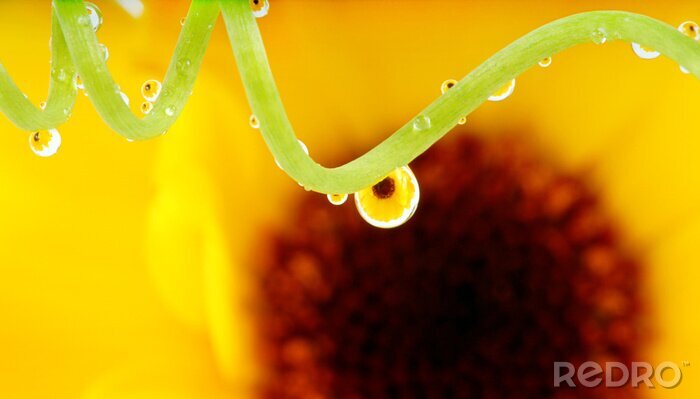 Sticker Macrofotografie en natuur