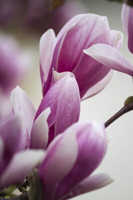 Sticker Macrofotografie van een paarse magnolia