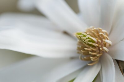 Sticker Macrofotografie van het centrum van een magnolia