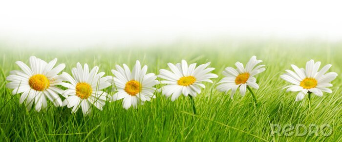 Sticker Madeliefjes in groen gras