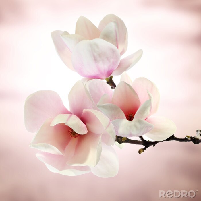 Sticker magnolia