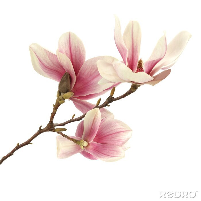 Sticker Magnolia en bruin takje