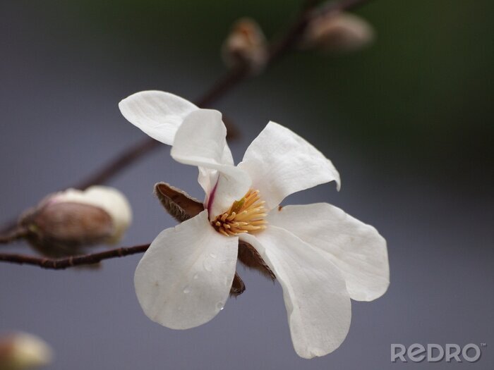 Sticker Magnolia in volle bloei