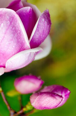 Sticker Magnolia met kristallen van waterdruppels