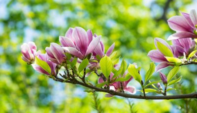 Sticker Magnolia met sappige groene bladeren