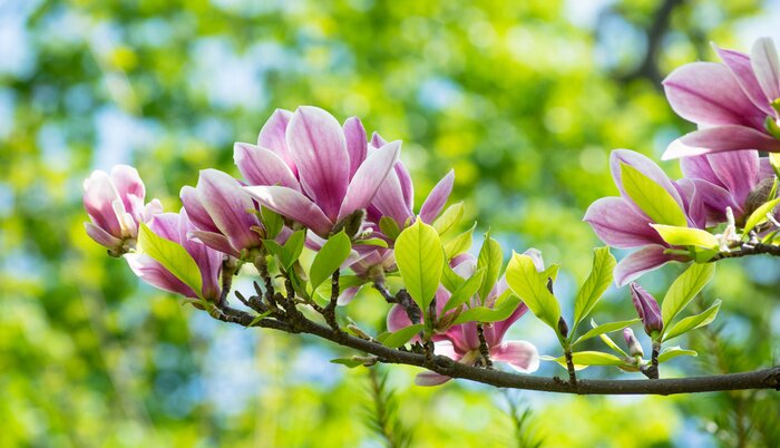 Sticker Magnolia met sappige groene bladeren