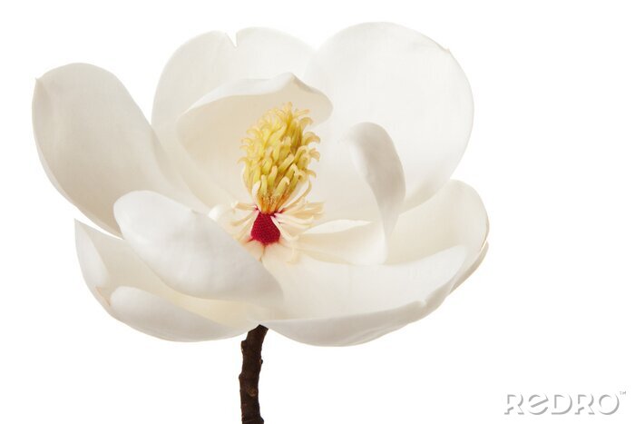 Sticker Magnolia met zichtbare meeldraden